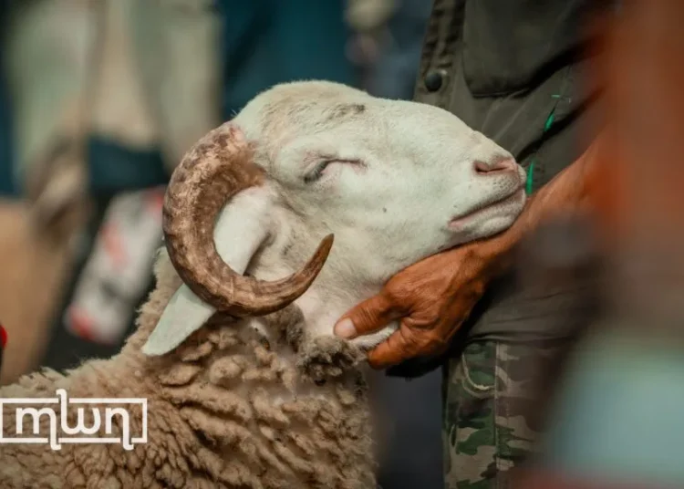 morocco livestock aid