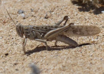 Fighting locusts requires redoubled efforts and coordination between countries.
