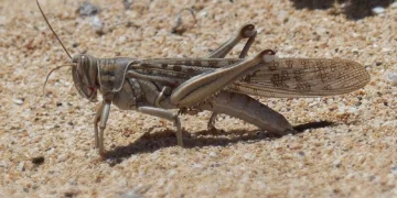 Fighting locusts requires redoubled efforts and coordination between countries.