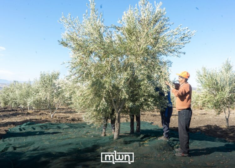 Moulay Yakoub Olive Harvest Puts Science and Care First