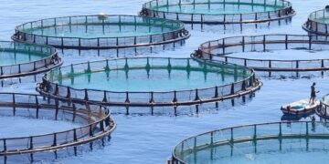 Morocco Authorizes 300 Marine Aquaculture Farms as Government Adopts New Decree