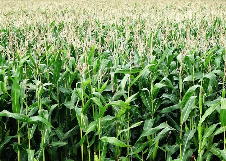 Moroccan Sweet Corn Captures Over 30% of German Market in 2025