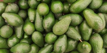 Moroccan Hass Avocado Prices Drop 20% as New Season Begins