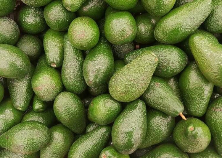 Moroccan Hass Avocado Prices Drop 20% as New Season Begins