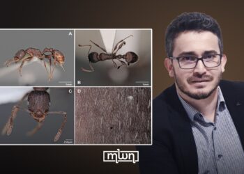 Ahmed Taheri, an entomologist specializing in myrmecology, with research focusing on ant ecology, biodiversity, and biological invasions.