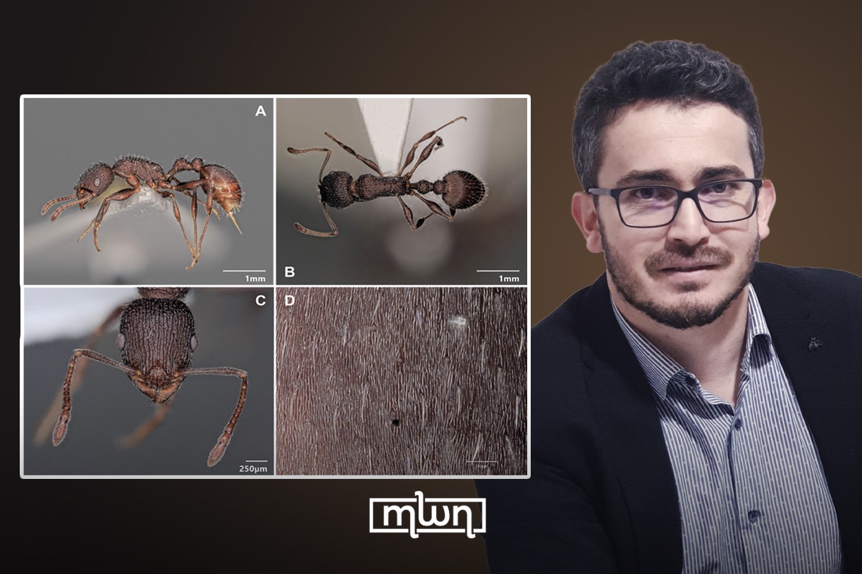 Moroccan Researcher Discovers New Ant in Chtouka Ait Baha, Names it After His Wife