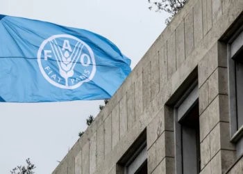 Morocco has been elected to the vice-presidency of the UN Food and Agriculture Organization Council during the 179th FAO conference in Rome.