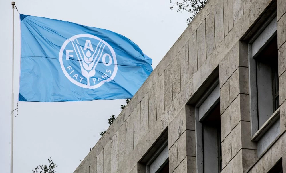 Morocco Secures FAO Vice-Presidency, Extends Global Agricultural Influence
