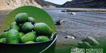 Morocco’s Avocado Exports Reached 112,000 Tons in One Year