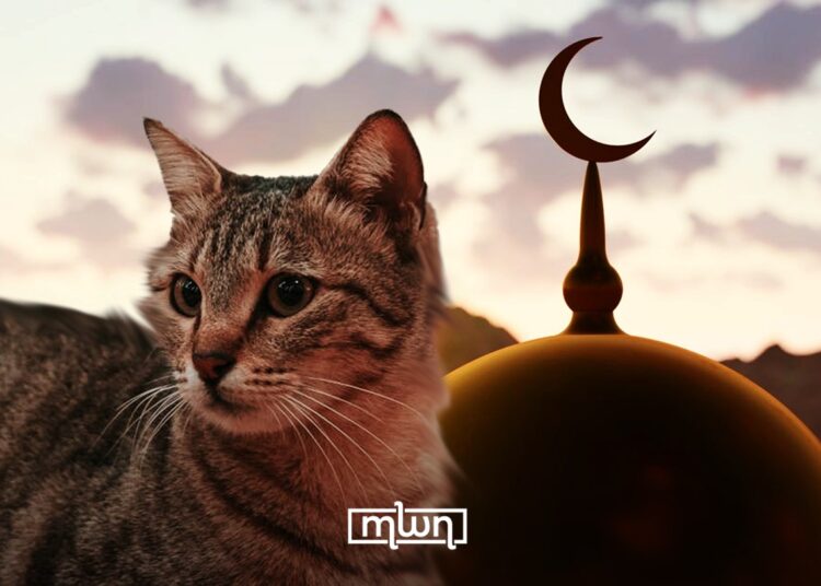 Morocco’s Cat Pilgrimage: From Forgotten Tradition to Living Heritage