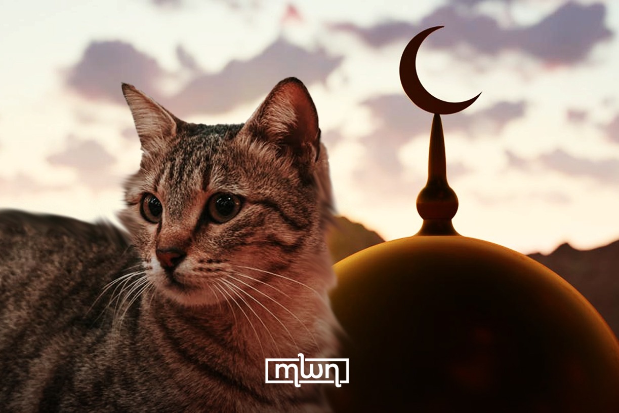 Morocco’s Cat Pilgrimage: From Forgotten Tradition to Living Heritage