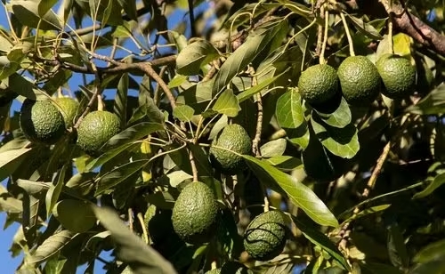 Morocco’s Avocado Harvest Stalls as Producers Hold Out for Better Prices