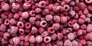 Morocco Exports Nearly 2,000 Tons of Frozen Raspberries to France in 2025