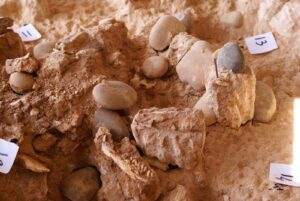 Researchers have discovered fossil remains in Morocco that may represent one of the earliest stages of the human lineage, dating back 773,000 years ago.