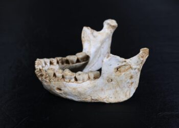 Researchers have discovered fossil remains in Morocco that may represent one of the earliest stages of the human lineage, dating back 773,000 years ago.