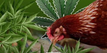 cannabis morocco poultry
