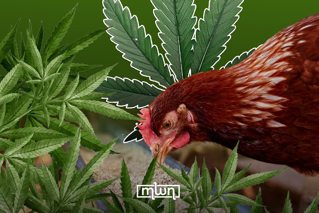 Morocco Tests Cannabis as an Alternative to Poultry Feed