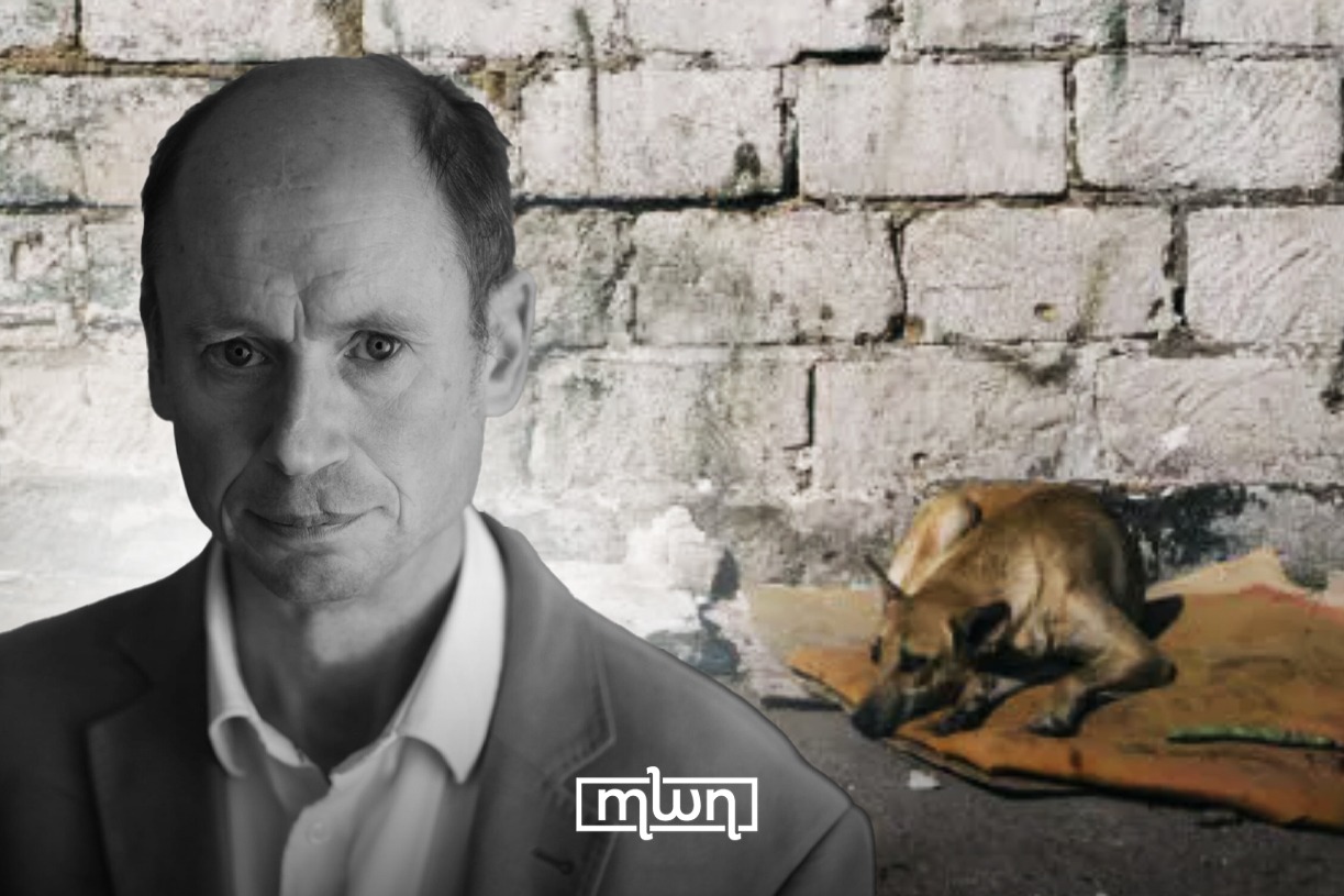 British Journalist: Campaign Linking Morocco to Alleged Dog Cull Reveals a Western Moral Blindspot