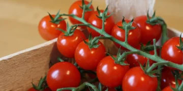 EU-Morocco Deal, EU Producers Continue Maneuvers Against Moroccan Tomato Produce