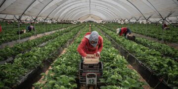 While it is indispensable in fields and food supply chains, the community disproportionately remains the most vulnerable group in the Spanish labor market.