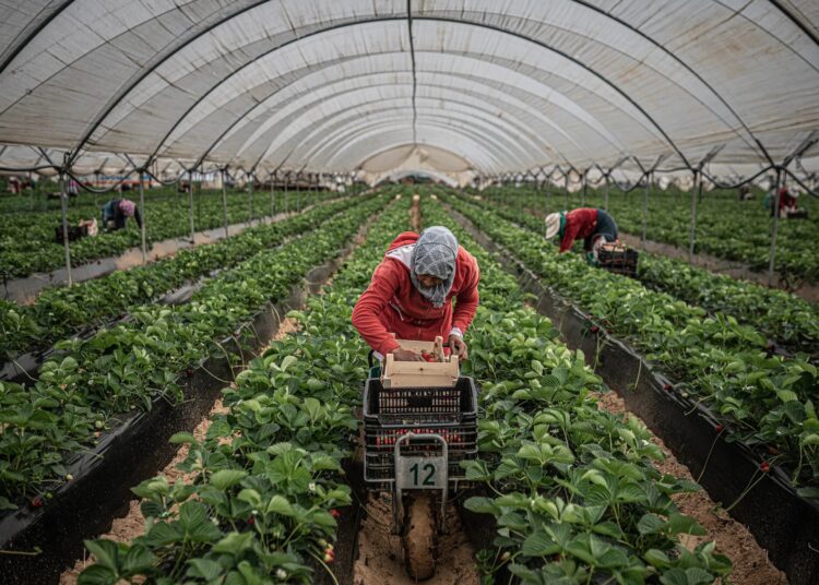 While it is indispensable in fields and food supply chains, the community disproportionately remains the most vulnerable group in the Spanish labor market.