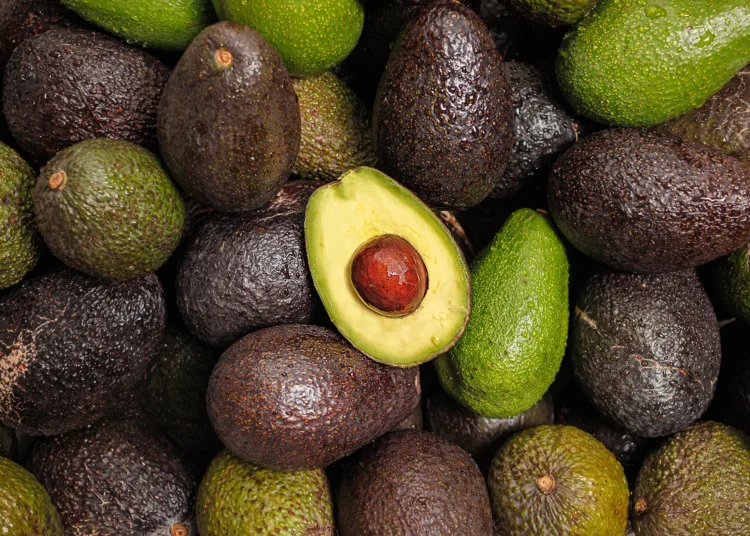 morocco avocado export