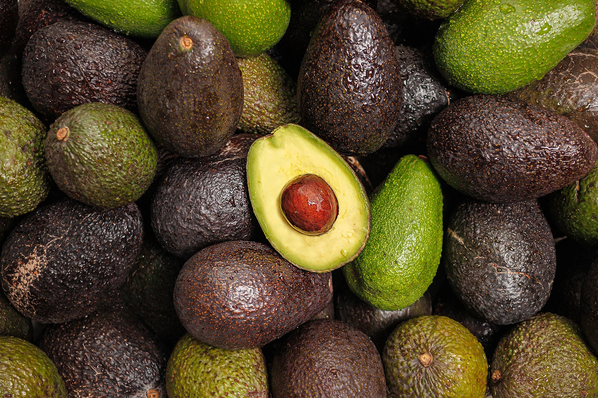 Morocco Beats Out Kenya as Africa’s Top Avocado Exporter in 2025
