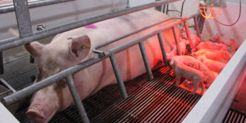Pork casings, known in the industry as “chitterlings” or natural sausage casings, are the cleaned and processed intestines of pigs used primarily in meat processing.