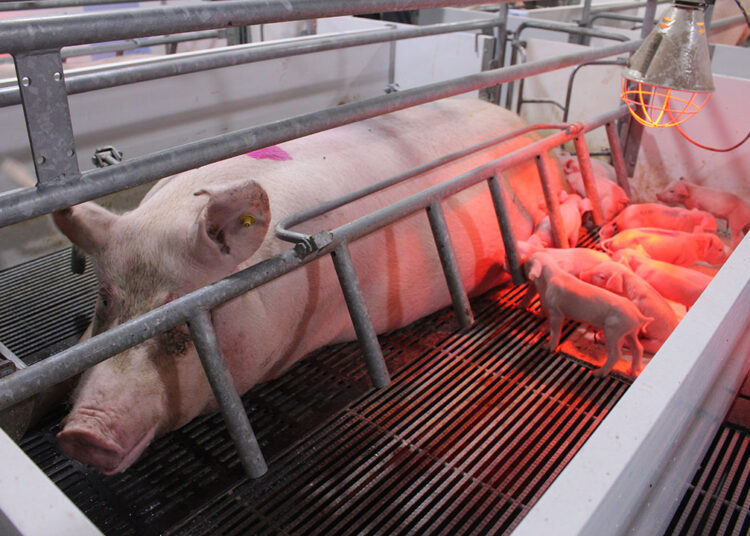 Pork casings, known in the industry as “chitterlings” or natural sausage casings, are the cleaned and processed intestines of pigs used primarily in meat processing.