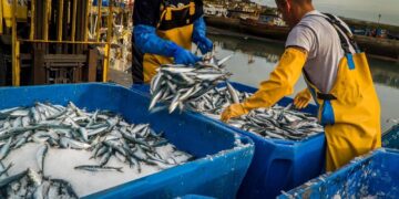 morocco sardine exports