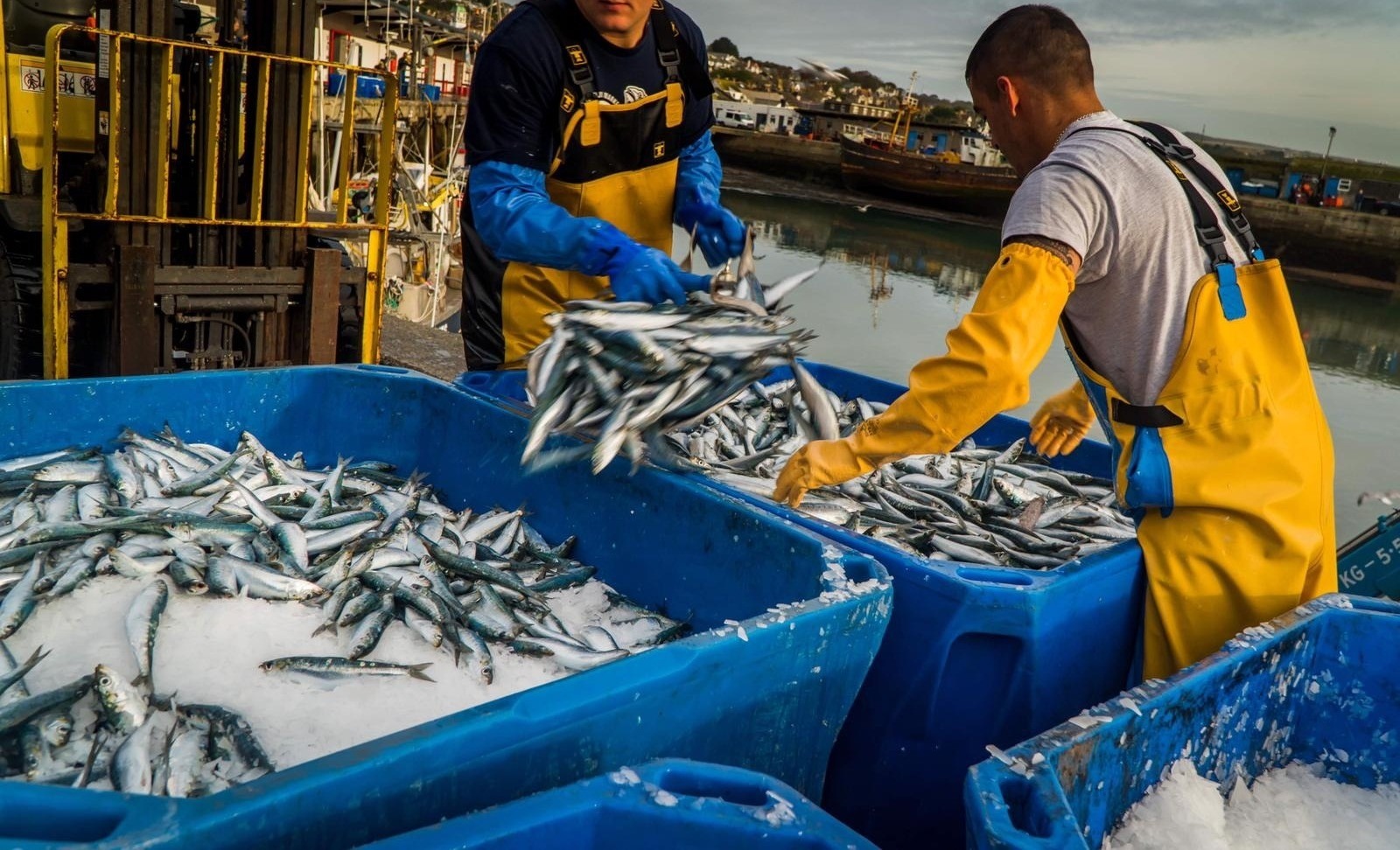 Morocco Restricts Sardine Exports for One Year to Prioritize Domestic Market