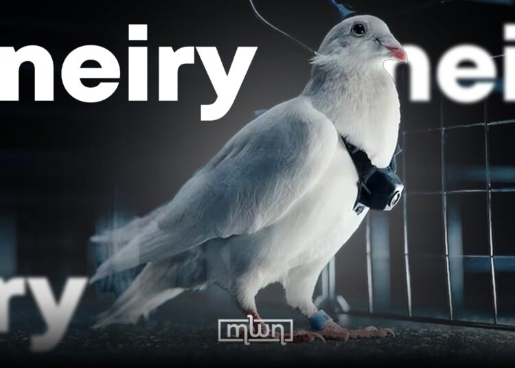 Neiry Launches Early Testing of Pigeon Biodrones Equipped With Brain Implants