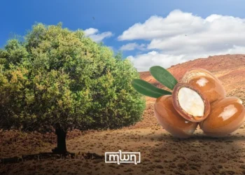 The argan tree (Argania spinosa) is native to Morocco’s west-central region and stands as the sole representative of the Sapotaceae family in North Africa.