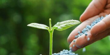 OCP Group is the world’s largest phosphate exporter, positioning the kingdom among the top five global fertilizer suppliers.