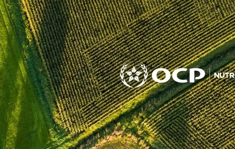Morocco Approves Creation of OCP Nutricrops Subsidiaries in France, India