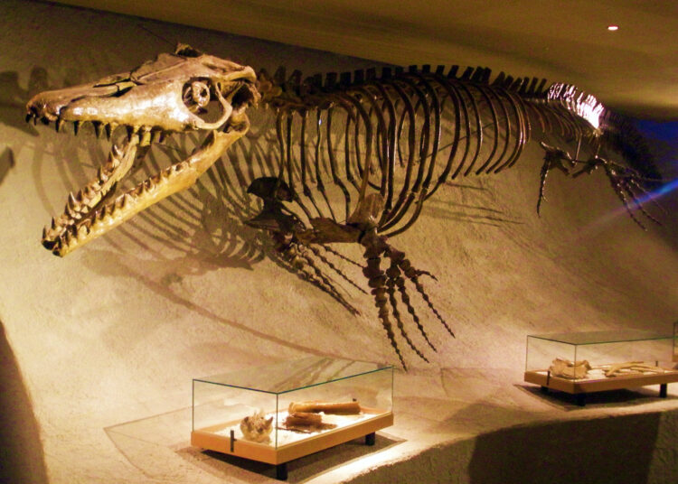 Pluridens imelaki belonged to the Halisaurinae, a subfamily of mosasaurs generally considered smaller than other groups.
