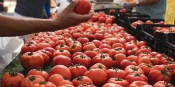Morocco Sets New Tomato Export Record to Finland Morocco Sets New Tomato Export Record to Finland