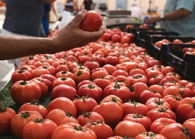 Morocco Sets New Tomato Export Record to Finland Morocco Sets New Tomato Export Record to Finland