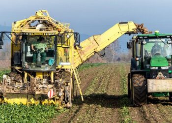 Morocco’s Seed Market to Reach $454 Million by 2031