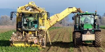 Morocco’s Seed Market to Reach $454 Million by 2031