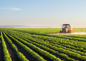 Morocco’s agricultural sector is surging back to life after seven brutal years of drought.