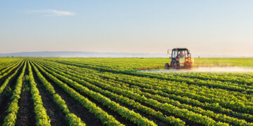 Morocco’s agricultural sector is surging back to life after seven brutal years of drought.