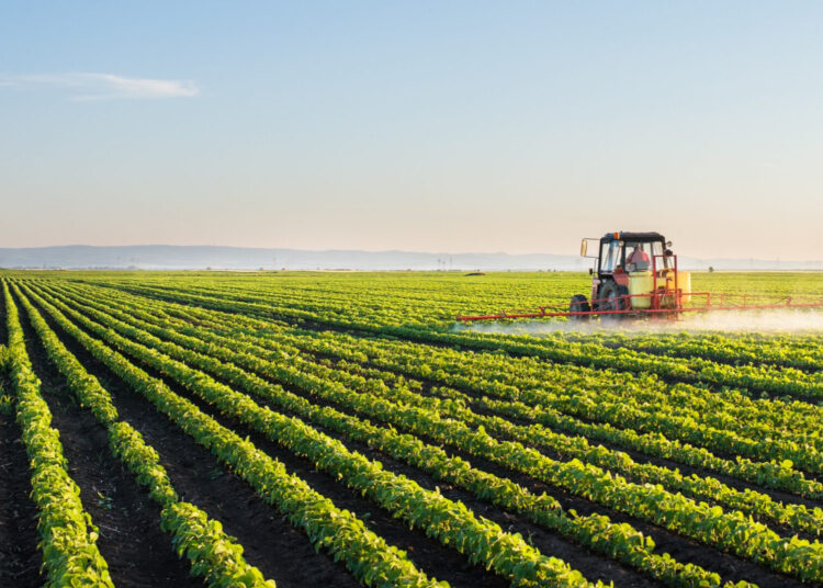 Morocco’s agricultural sector is surging back to life after seven brutal years of drought.