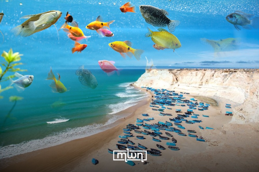 Climate Change Leads Tropical, Subtropical Fish to Morocco’s Dakhla