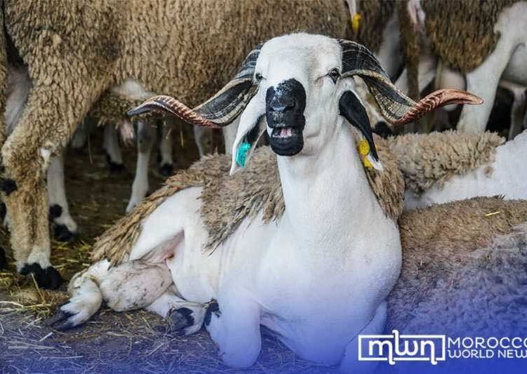 Livestock Sector Contributes 35% of Morocco’s Agricultural GDP