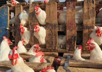 Moroccans consumed an average of 23.6 kilograms of poultry meat per person in 2025, up from 20.9 kilograms just a year earlier.