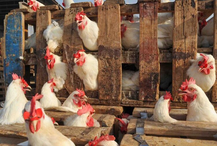 Moroccans consumed an average of 23.6 kilograms of poultry meat per person in 2025, up from 20.9 kilograms just a year earlier.