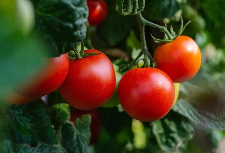 Morocco Reportedly Halts Tomato Exports to Africa Amid Rising Domestic Prices