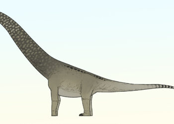 An artist’s reconstruction of Phosphatotitan khouribgaensis. Image credit: Connor Ashbridge.