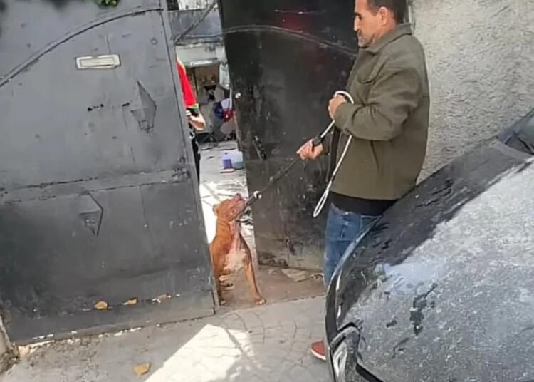 pit bull attack tangier